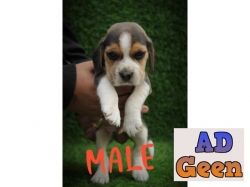 used Beagle Puppies Ready For Sell Trust Kennel for sale 